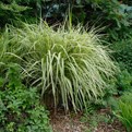 Variegated Maiden Grass